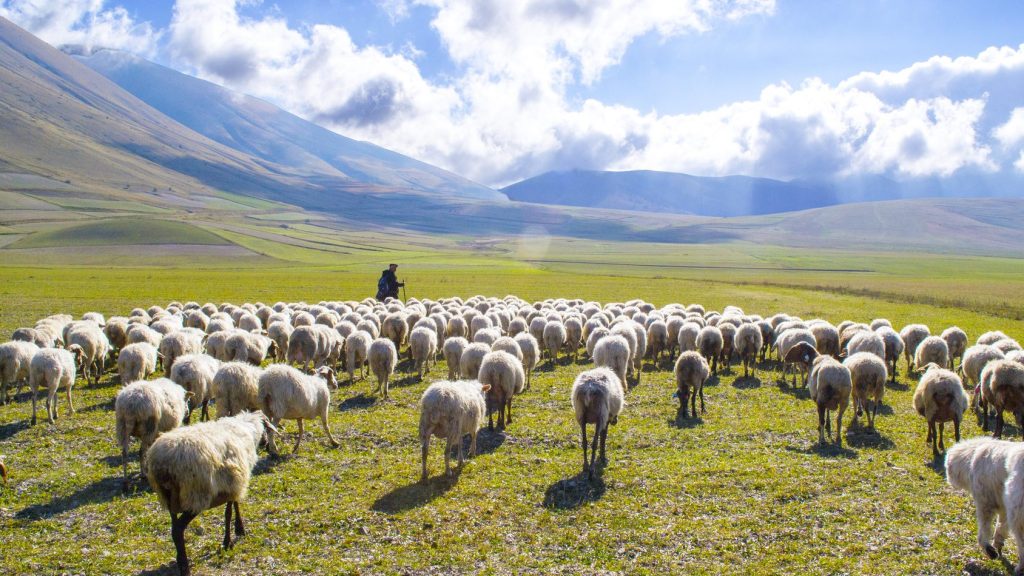 I’m a stupid sheep, but I have a Good&nbsp;Shepherd!